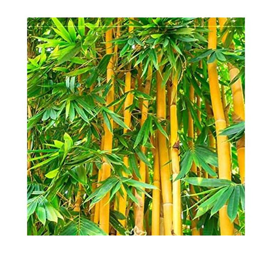 Bamboo trees